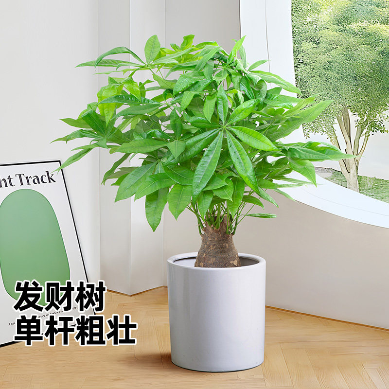独杆发财树粗杆大树桩室内小盆栽客厅招财盆景办公室好养活绿植物