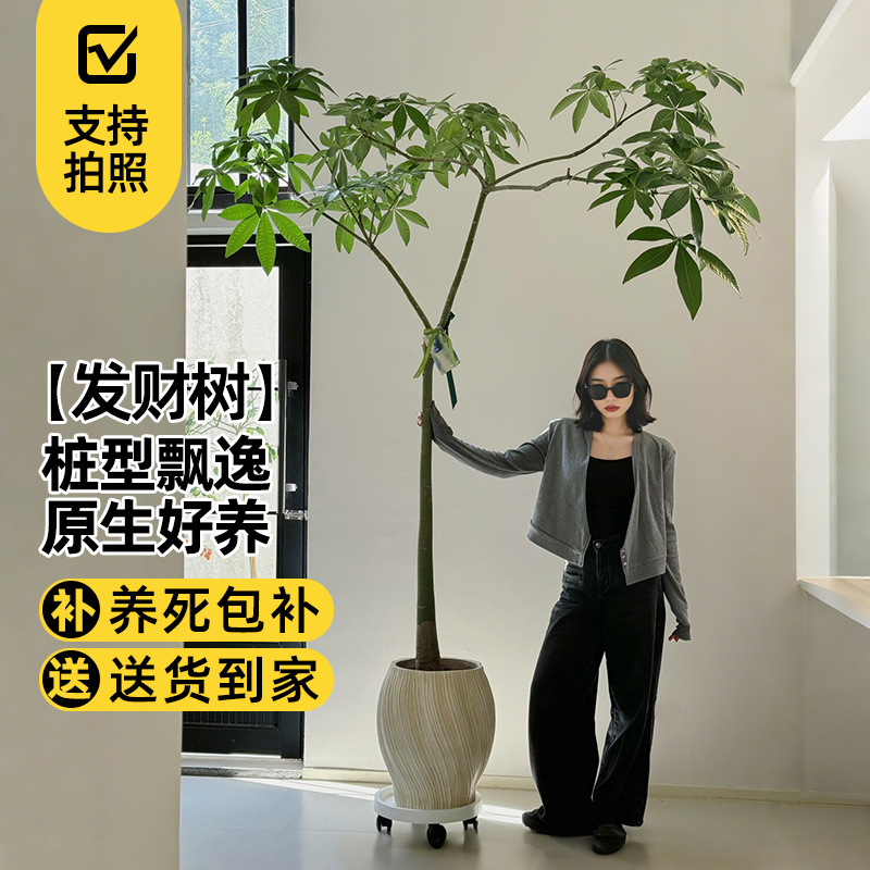 2025新款原生发财树、好看又好养