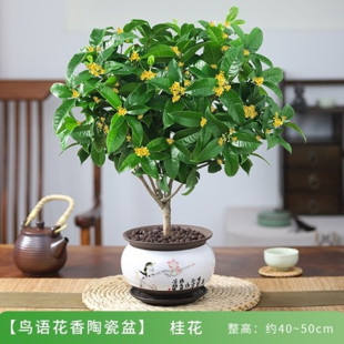 桂花树苗盆栽植物室内外花卉四季开花浓香好养阳台小绿植盆景月桂
