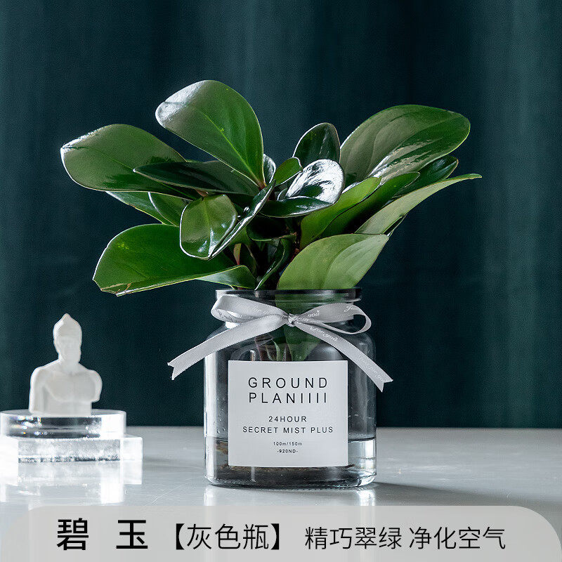 水培植物绿萝文竹盆栽室内水养绿植办公室净化空气红掌花卉盆景