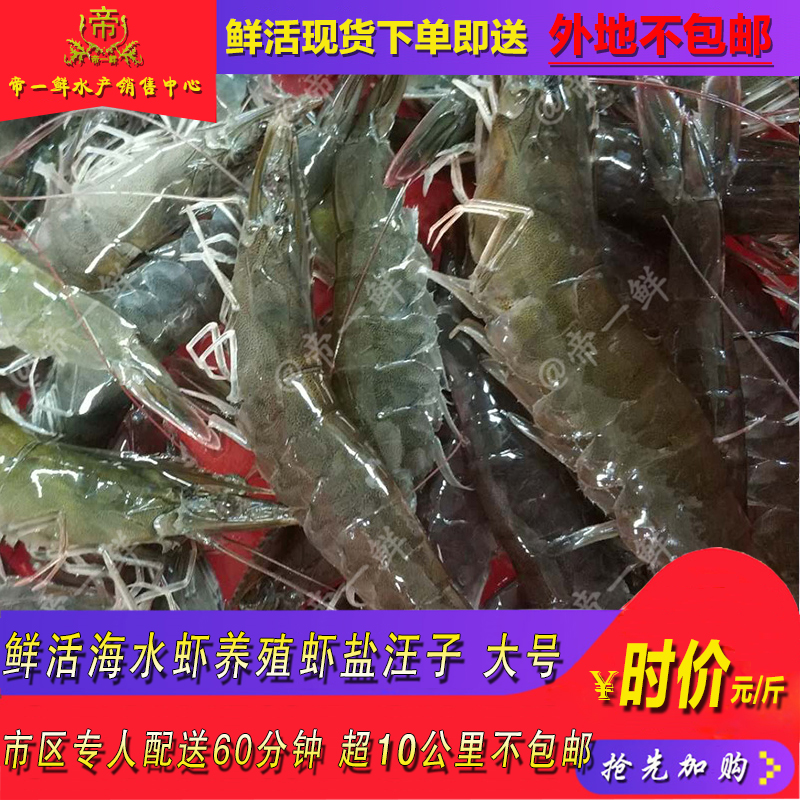 天津鲜活海虾盐汪子青虾新鲜活虾海白虾海水养殖同城水产海鲜配送
