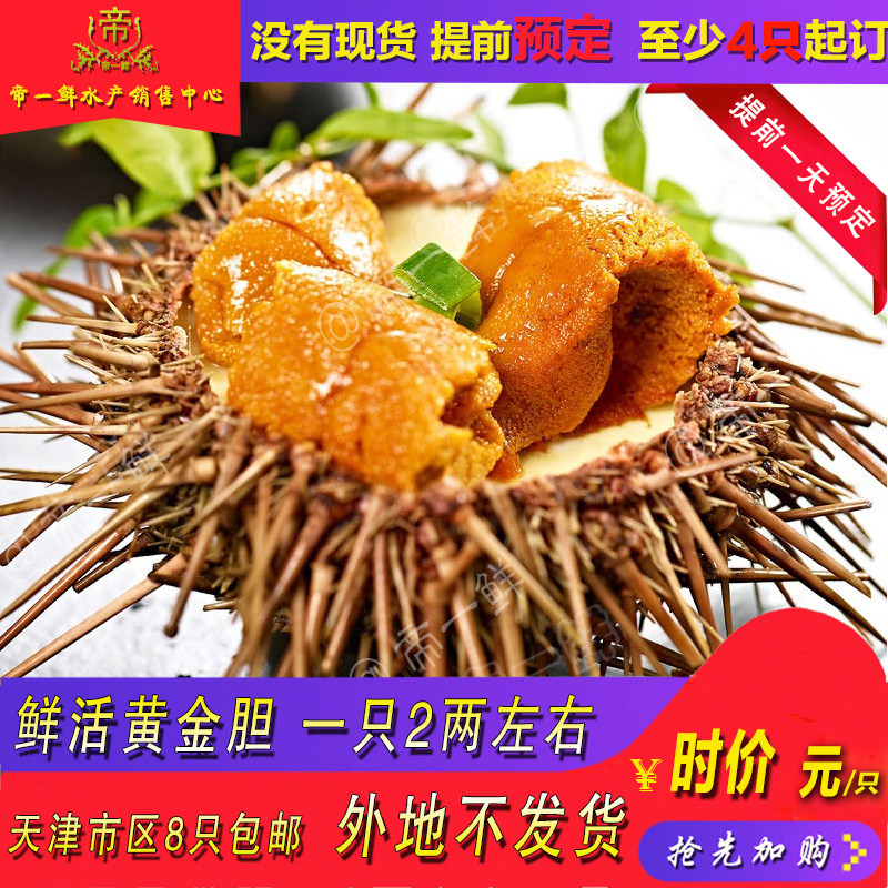 天津 海胆鲜活刺身黄金胆 马粪胆刺锅新品 同城海鲜8只包邮
