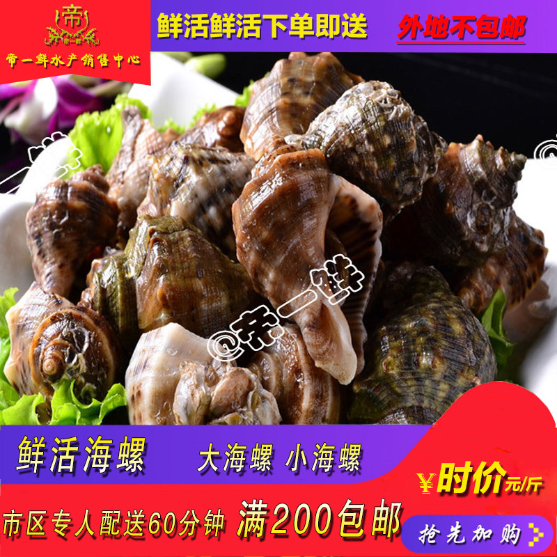 天津海螺鲜活海鲜峨凤瓷交东风螺贝类贝壳 同城水产满200包邮鲍鱼