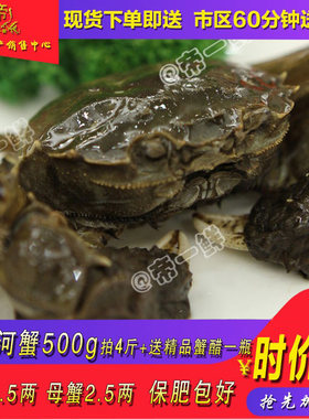 天津公母包邮鲜活固城湖螃蟹