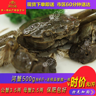 天津大毛河蟹公母螃蟹包邮鲜活高淳固城湖大闸蟹同城海鲜