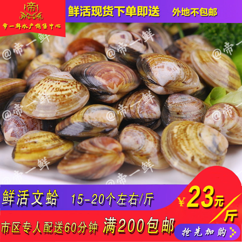 天津鲜活文蛤蛤蛎蚶贝壳同城海鲜水产满200包邮白蛤花蛤麻蛤扇贝