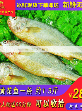天津黄花鱼冷冻冰鲜海鲜水产包邮