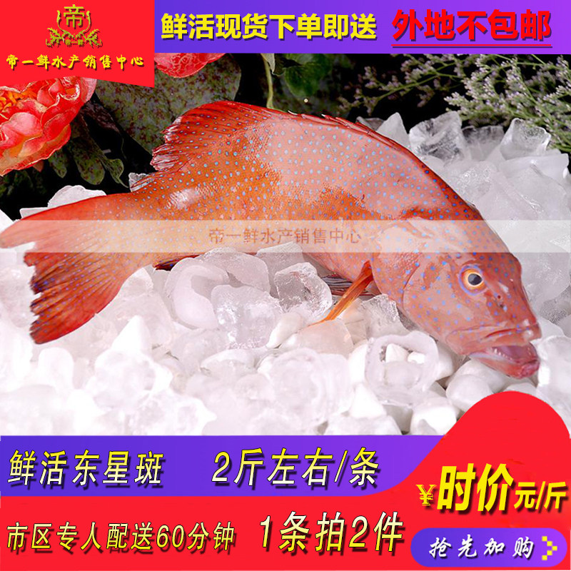 天津鲜活东星斑老虎斑鱼深海一斤半同城海鲜新品龙胆石斑鱼图片
