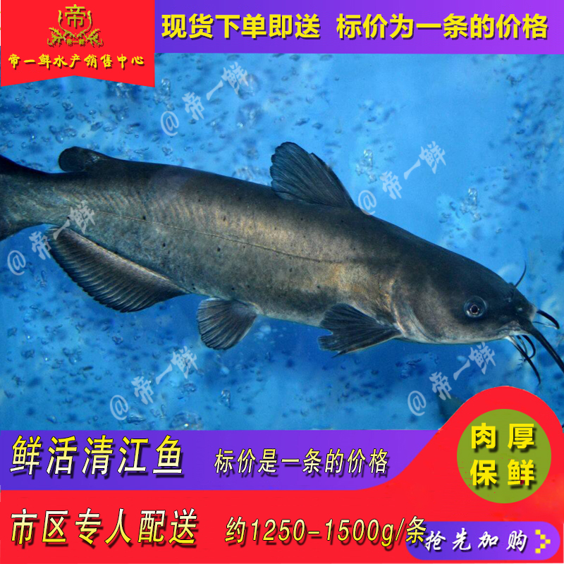 天津鲜活清江鱼江团鱼黑鮰鱼烤鱼2.5斤左右海鲜新品清蒸红烧无刺-封面