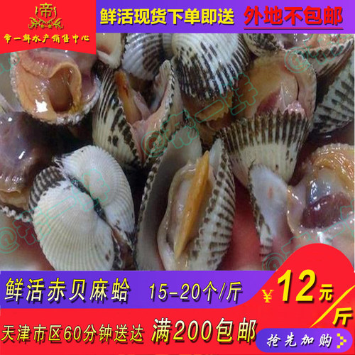 天津 麻蛤鲜活毛蚶血蚌贝壳 同城海鲜文蛤花蛤青蛤白蛤500g