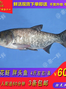 天津野生现杀海鲜大头鱼
