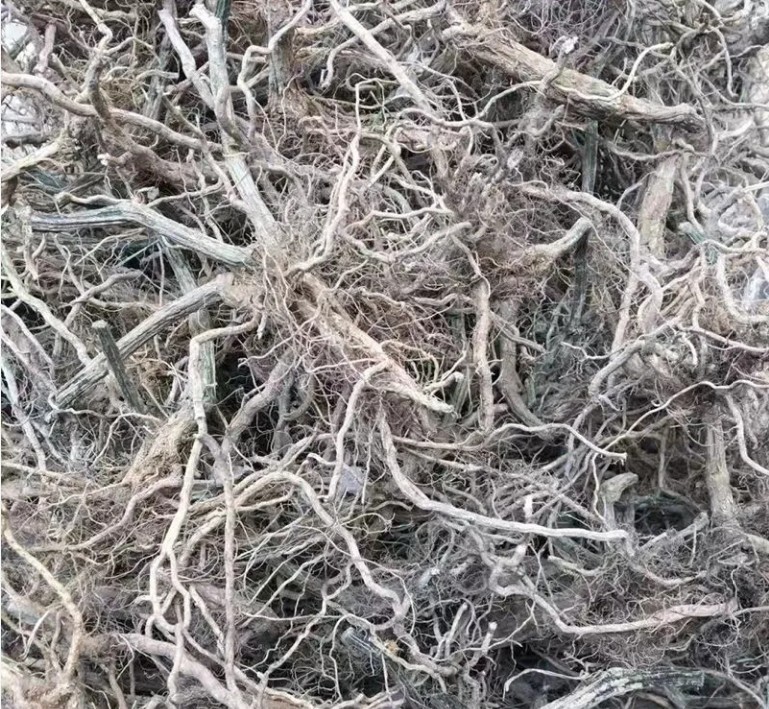 中药材丝瓜根丝瓜藤根