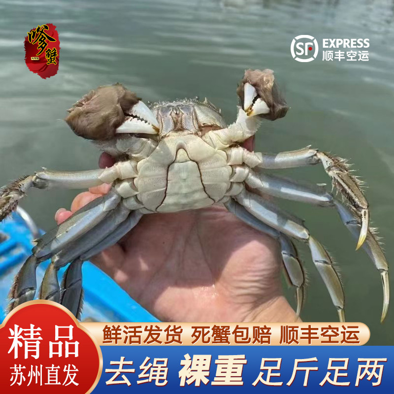 【顺丰包邮】活蟹苏州大闸蟹螃蟹海鲜水产湖蟹中秋礼盒不含绳净重
