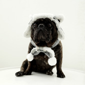 可爱小狗棉帽子保暖雷锋帽加厚加绒围巾围脖狗狗冬季 法斗剃毛保暖