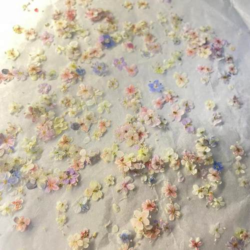 【手工押花】爆款混色美甲干花饰品五瓣花美甲装饰品简约小清新