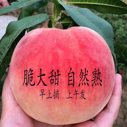 水蜜桃山东桃脆桃现摘新鲜大果自然成熟应季水果孕妇水果单县蜜桃