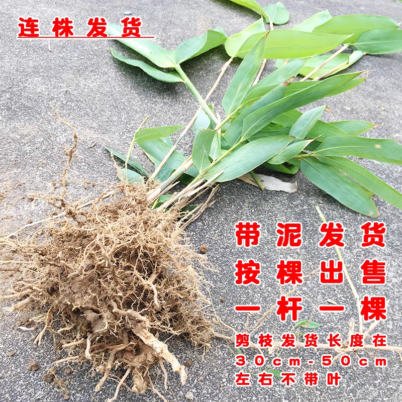 人工大粽叶苗四季种植苗棕叶苗包粽子叶树苗成活率高林下庭院图片