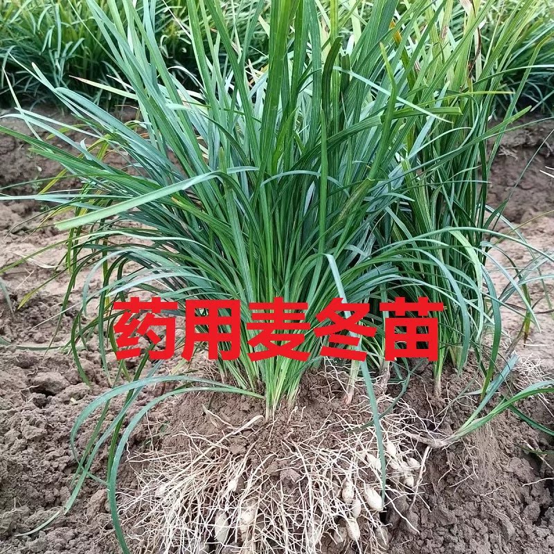 天然野生麦冬苗药用麦冬苗块根中药麦冬苗食用庭院植物绿化工程苗图片