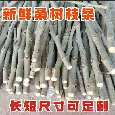 新鲜桑枝条桑树树枝桑枝条桑树条桑枝桑条桑枝条桑条桑枝条