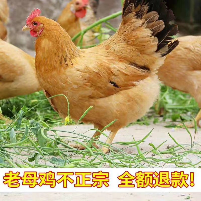 正宗土鸡农家老母鸡散养3年月子鸡走地鸡家养跑山鸡公鸡草鸡柴鸡