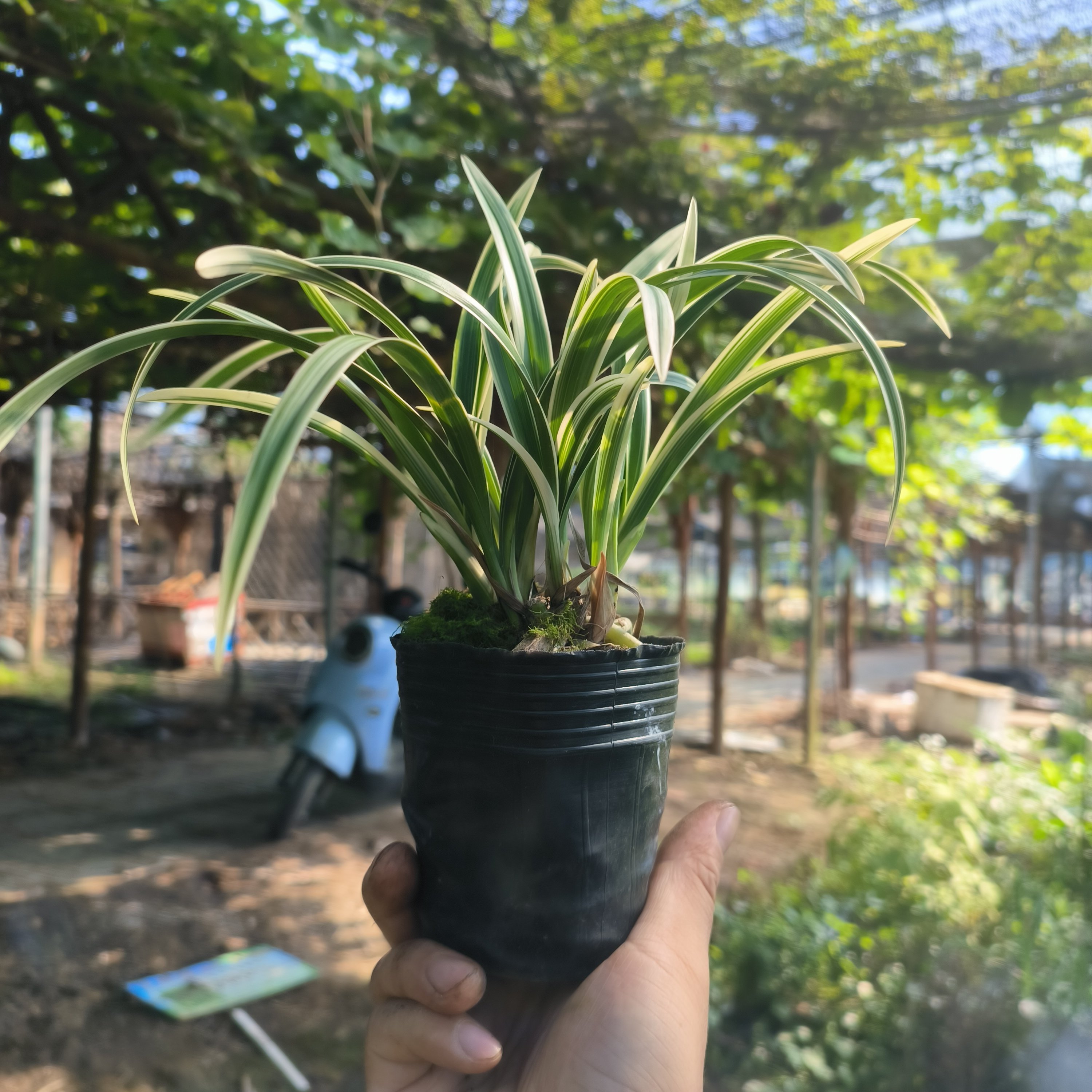 建兰小果冠花香浓郁叶带金边艺好养护适合新手矮种桌面室内兰花