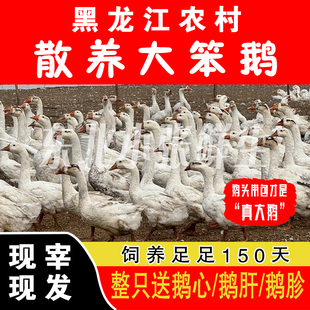 新鲜现杀依安大鹅纯大三花白鹅东北农村河边散养整只铁锅炖笨大鹅