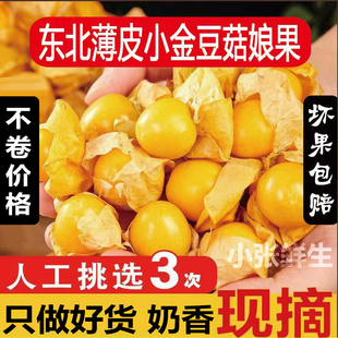 【小金豆】东北正宗姑娘果黄菇娘果灯笼果洋菇娘新鲜孕妇现摘现发
