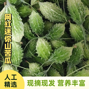 福建网红迷你野生山苦瓜鲜果新鲜现摘小苦瓜炖汤清炒凉拌金铃子