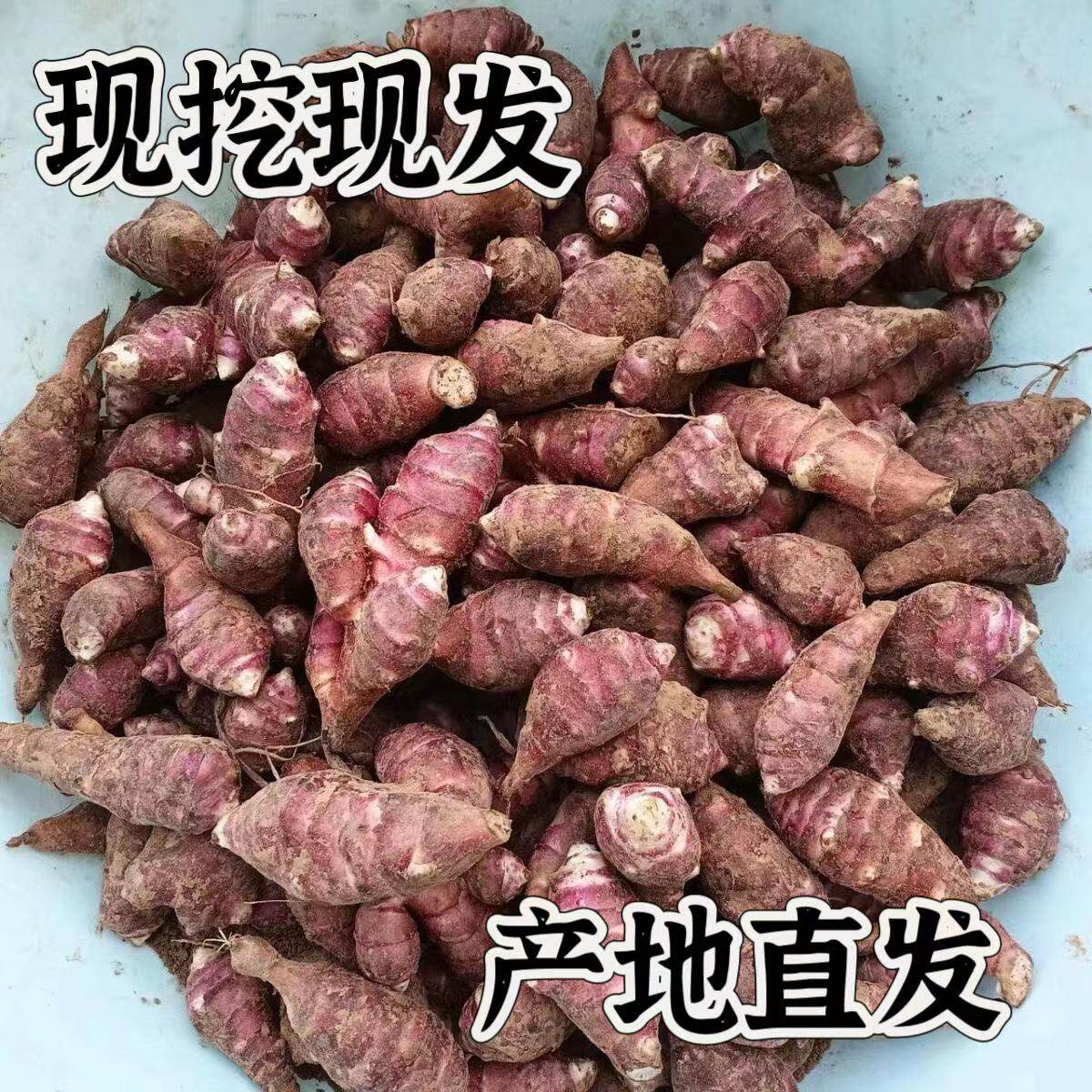 新鲜红皮洋姜野生姜不辣胰岛果地环菊芋腌制凉拌酱菜食用紫皮