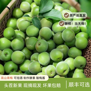 【顺丰】福建青梅鲜果诏安现摘青梅泡酒酸脆梅子酵素当季水果云南