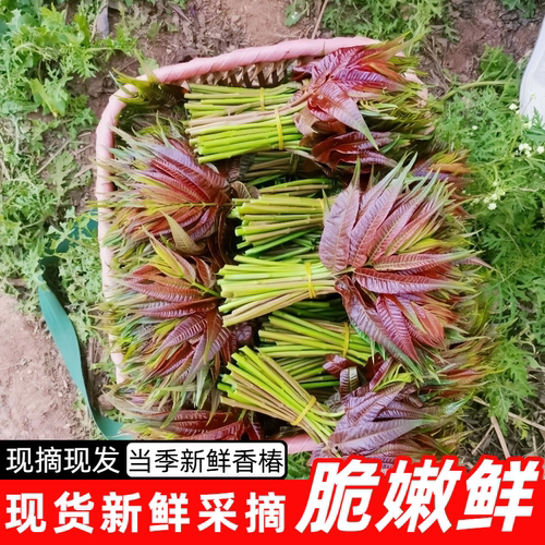 顺丰红油香椿芽新鲜香椿嫩芽野生当季蔬菜非咸菜现摘现发包邮