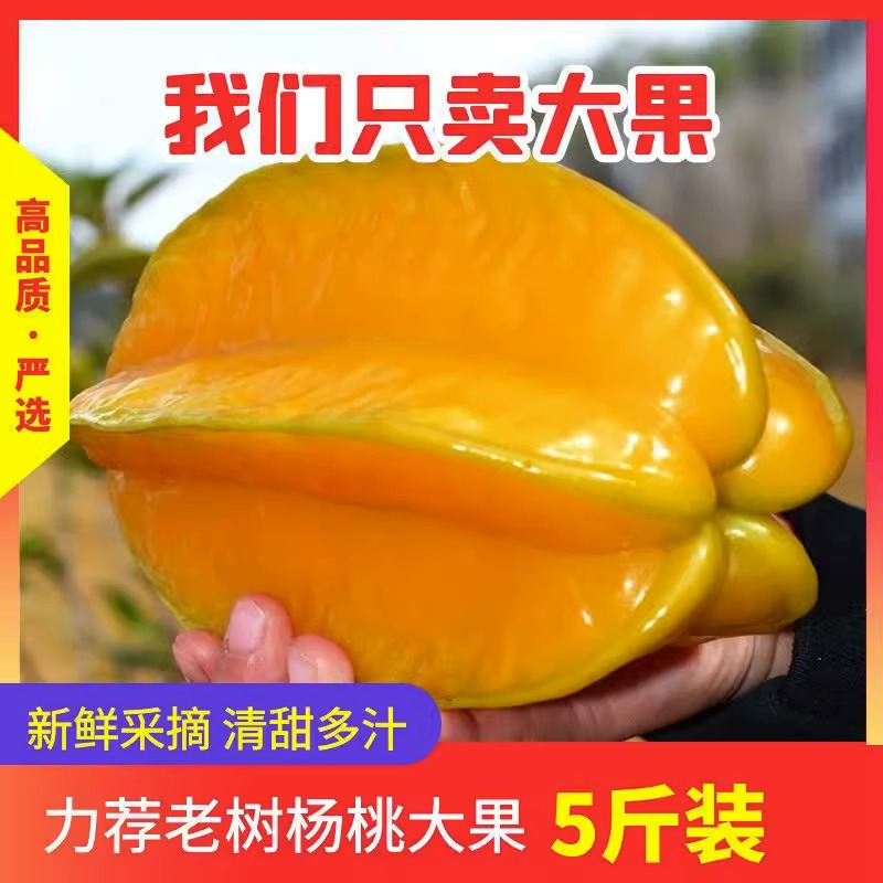 福建漳州杨桃新鲜水果