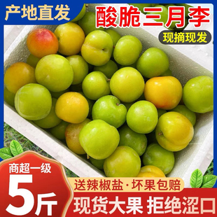 现货5斤早熟三月李孕妇水果现摘酸脆珍珠李子新鲜青李子当季 包邮
