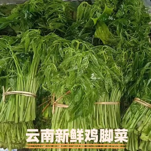 云南新鲜鸡脚菜刷把火镰菜云南特产新鲜鸡脚菜野菜凉拌菜包邮