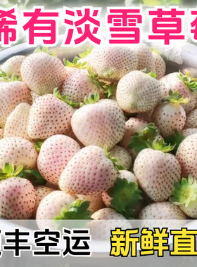 高端品种淡雪草莓新鲜白色草莓奶油水果顺丰礼盒包邮奶油草莓现发