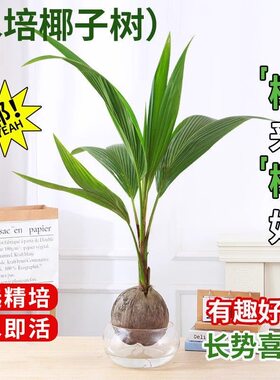海南椰子苗水培椰子绿植盆栽椰子树苗带皮带壳发货椰子树观赏植物