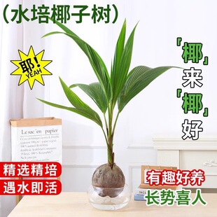 海南椰子苗水培椰子绿植盆栽椰子树苗带皮带壳发货椰子树观赏植物