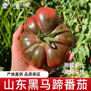 山东黑马蹄番茄黑鹅肝西红柿沙瓤新鲜现摘大果本地老品种西红柿