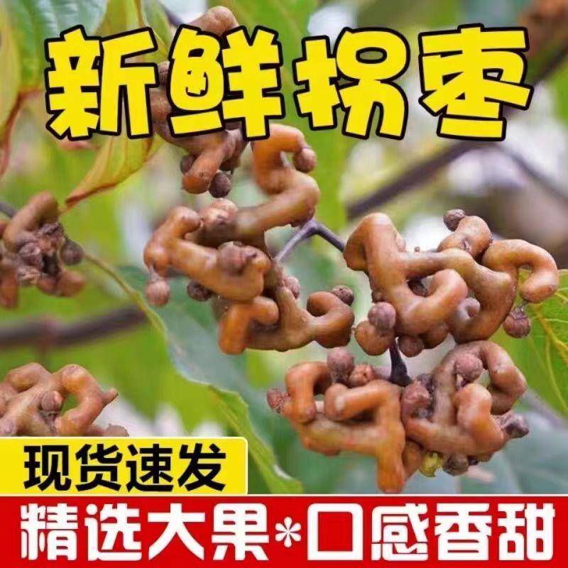 现摘新鲜野生拐枣鸡爪梨生吃