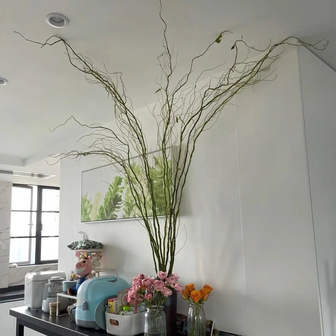 鲜枝活龙水培植物干支雪柳