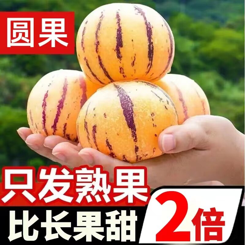 云南石林人参水果大果新鲜娃娃长生果圆果孕妇七彩黄肉水果包邮5