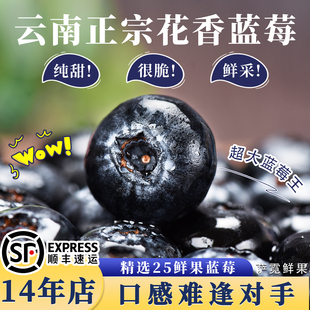 纯甜蓝莓特大果l云南鲜果25花香品种顺丰脆甜多汁高山精品可礼盒
