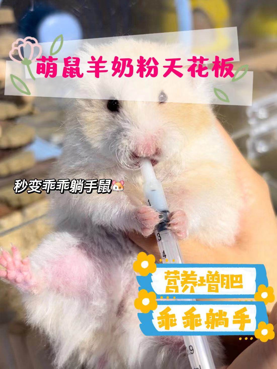 仓鼠羊奶粉躺手补充多种营养金丝熊增肥花枝鼠兔子荷兰猪宠物用品