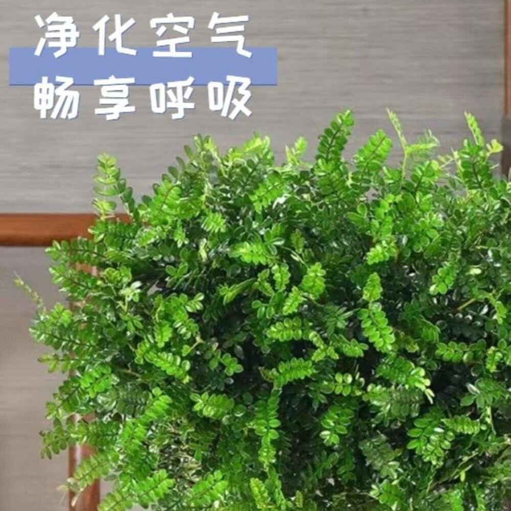 正宗清香木盆栽驱蚊草室内花卉绿植吸甲醛净化空气植物提神胡椒