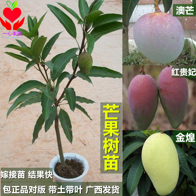 芒果苗南方种植盆栽地栽当年结果