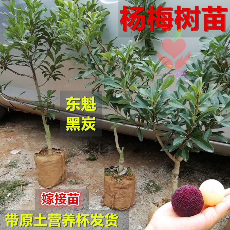杨梅树苗黑炭东魁杨梅苗盆栽地栽南北方种植当年结果大果杨梅苗