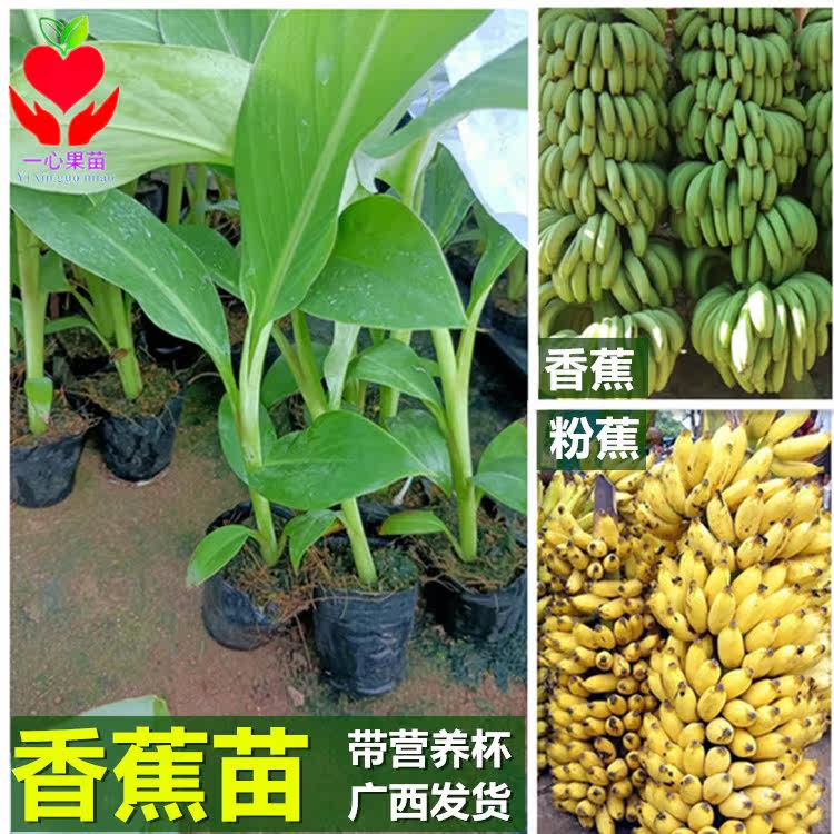 优质香蕉苗粉蕉米蕉苗海南香蕉苗威廉斯B6桂蕉9号金粉1号南方种植