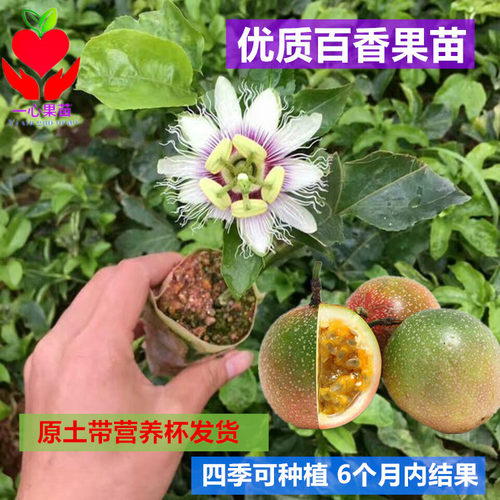 四季种植盆栽阳台百香果苗