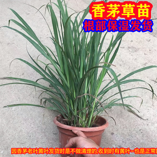 农家香茅草苗柠檬草种苗可食用泡茶泰国柠檬草香茅阳台盆栽香料苗