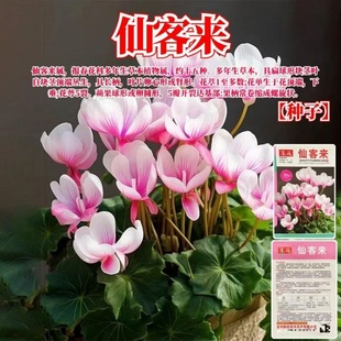 仙客来种子萝卜海棠花种籽兔耳花年宵花花卉种子花籽易种盆栽苗种